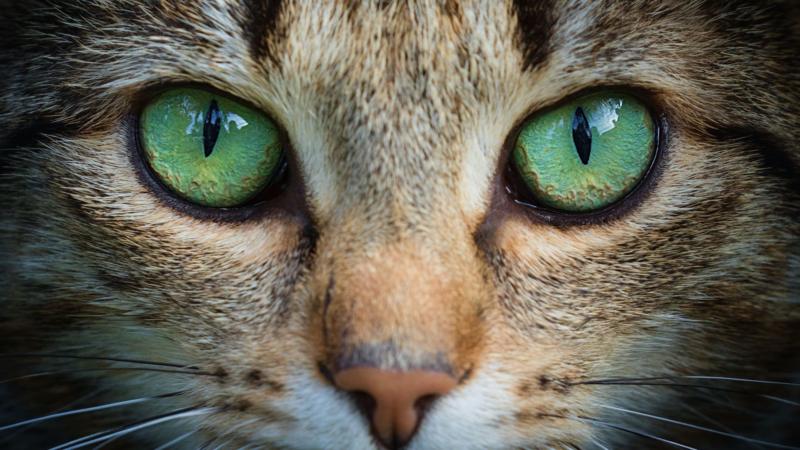 Kedi gözlerinden ilham alan robot kameraları