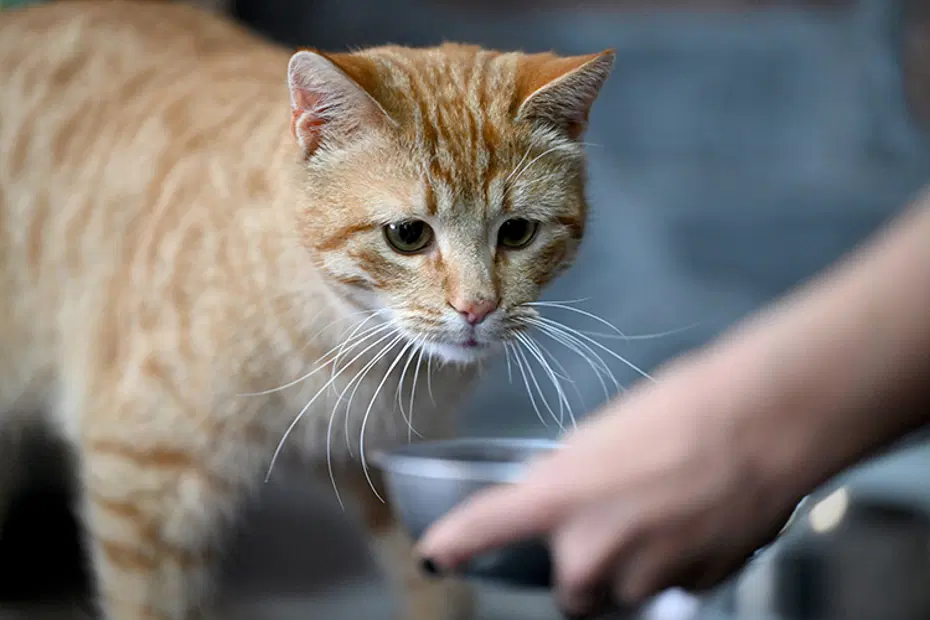 100 kedi maması test edildi. Kurşun dahil her türlü zararlı madde var