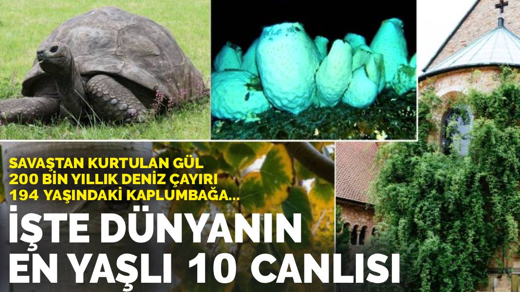 Savaştan kurtulan gül, 200 bin yıllık deniz çayırı, 194 yaşındaki kaplumbağa... İşte dünyanın en yaşlı 10 canlısı